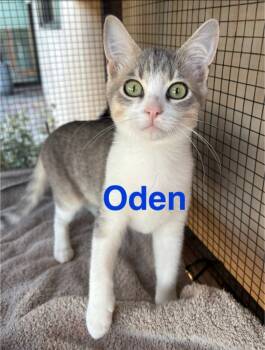 Rescue Tabby Cats for Adoption - Oden | PetCurious