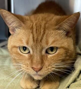 Domestic Short Hair Cats Available for Adoption - Persimmon | PetCurious