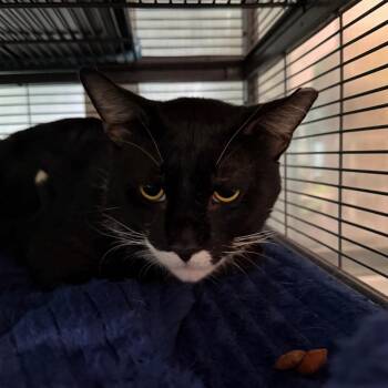 Simon -  Domestic Short Hair Cat for Adoption in Hampton Bays, New York - Simon | PetCurious