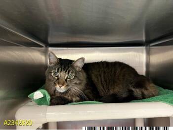 MARYLAND -  Domestic Long Hair Cat for Adoption in West Palm Beach, Florida - MARYLAND | PetCurious