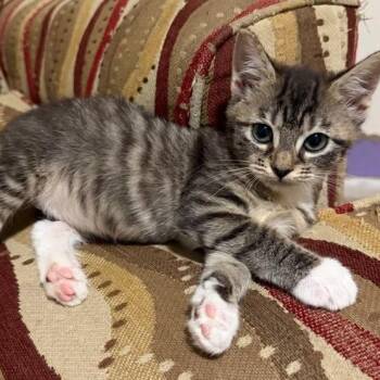 Fate of Ophelia -  Domestic Short Hair Cat for Adoption in Fredericksburg, Virginia - Fate Of Ophelia | PetCurious
