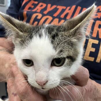 Groot- Chow Hound Northland -  Domestic Short Hair Cat for Adoption in Grand Rapids, Michigan - Groot- Chow Hound Northland | PetCurious