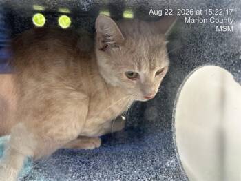 KIT -  Domestic Short Hair Cat for Adoption in Ocala, Florida - KIT | PetCurious