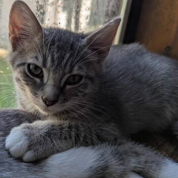 Rescue American Shorthair Cats for Adoption in Liverpool, Texas - Phoebe | PetCurious
