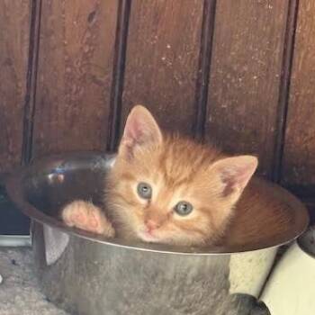 Rescue Domestic Short Hair Cats for Adoption in Buffalo, New York - Jack O