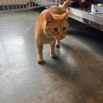 Domestic Short Hair Cats Available for Adoption - Fireball | PetCurious