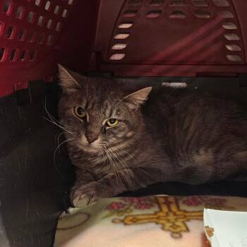 Royse -  Domestic Short Hair Cat for Adoption in Salt Lake City, Utah - Royse | PetCurious