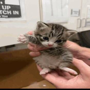 Fili -  Manx Cat Available for Adoption in Buellton, California - Fili | PetCurious