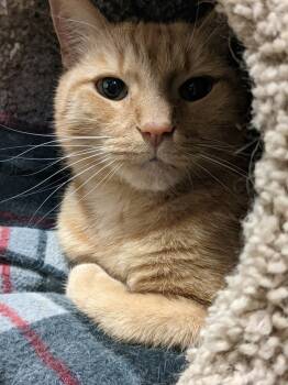 Rescue Domestic Short Hair and Tabby Cats for Adoption in Safety Harbor, Florida - Zeppelin | PetCurious