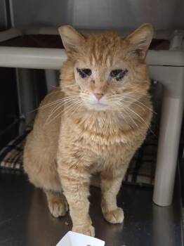 Domestic Short Hair Cats Available for Adoption in Vancouver, Washington - Paudie | PetCurious