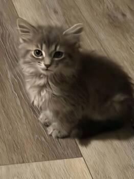 Rhombus -  Domestic Long Hair Cat for Adoption in Indianapolis, Indiana - Rhombus | PetCurious