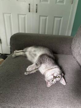 Haven -  Domestic Short Hair Cat for Adoption in Duxbury, Massachusetts - Haven | PetCurious