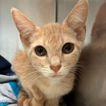 08/23/2026-Stray-MaconRoad-3 -  Domestic Short Hair Cat for Adoption in Columbus, Georgia - 08/23/2026-Stray-MaconRoad-3 | PetCurious