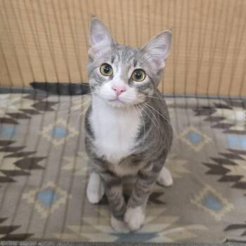 Dax -  Domestic Short Hair Cat for Adoption in Warr Acres, Oklahoma - Dax | PetCurious