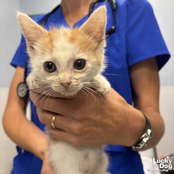Asher -  Domestic Short Hair Cat for Adoption in Washington, District Of Columbia - Asher | PetCurious