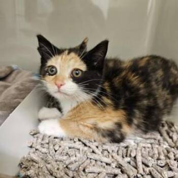 Seraphina -  Domestic Short Hair Cat for Adoption in Phoenixville, Pennsylvania - Seraphina | PetCurious