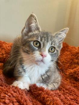 Reeces at Canton PetSmart Habitat Michigan Ave -  Tabby Cat for Adoption in Taylor, Michigan - Reeces At Canton PetSmart Habitat Michigan Ave | PetCurious