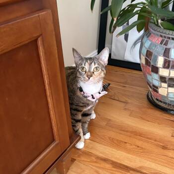 MAYA -  Domestic Short Hair Cat for Adoption in East Greenwich, Rhode Island - MAYA | PetCurious