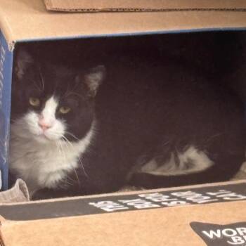 Woodstock -  Domestic Medium Hair Cat for Adoption in Oak Park, Illinois - Woodstock | PetCurious