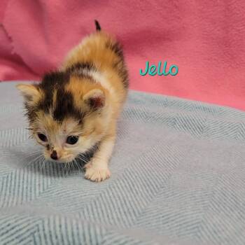 Jello -  Domestic Short Hair Cat for Adoption in Parkersburg, West Virginia - Jello | PetCurious