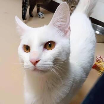 Domestic Short Hair Cats Available for Adoption - Blanco | PetCurious