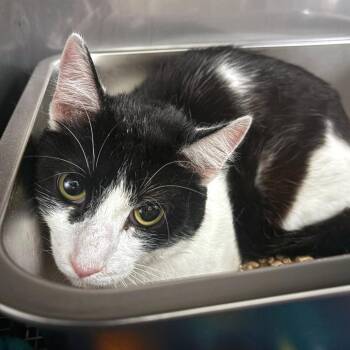 Domestic Short Hair Cats Available for Adoption in Pittsburgh, Pennsylvania - Shrimpie | PetCurious