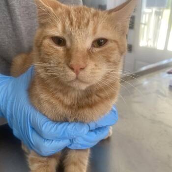 Zelda -  Domestic Short Hair Cat for Adoption in Chapel Hill, North Carolina - Zelda | PetCurious