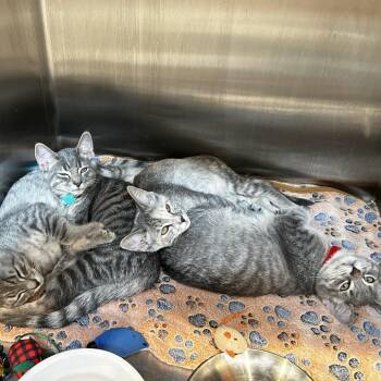 Clown -  Domestic Short Hair Cat for Adoption in Evanston, Illinois - Clown | PetCurious