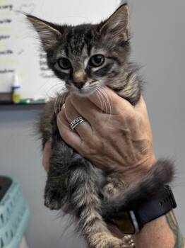 Grizabella -  Domestic Medium Hair Cat for Adoption in Dyersburg, Tennessee - Grizabella | PetCurious