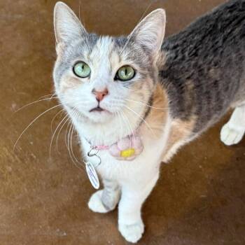 Rescue Domestic Short Hair Cats for Adoption in Tucson, Arizona - Vedanta | PetCurious