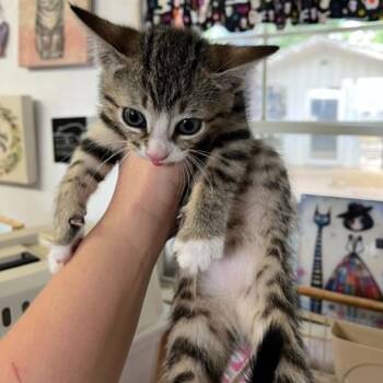 Maris -  Domestic Short Hair Cat for Adoption in Stephenville, Texas - Maris | PetCurious