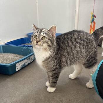 Domestic Short Hair Cats Available for Adoption - Shamrock | PetCurious