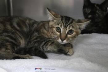 Gleam -  Domestic Short Hair Cat for Adoption in Brunswick, Georgia - Gleam | PetCurious
