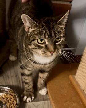 Rescue Domestic Short Hair Cats for Adoption in Hamilton Township, New Jersey - NUTMEGGY | PetCurious