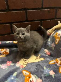 Cavatappi -  Domestic Short Hair Cat for Adoption in Hillsboro, Ohio - Cavatappi | PetCurious