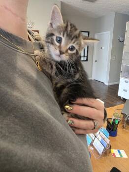 Domestic Short Hair Cats Available for Adoption in Metamora, Illinois - Solo | PetCurious