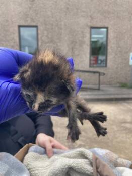 Domestic Short Hair Cats Available for Adoption in Dallas, Texas - CHARLIE | PetCurious