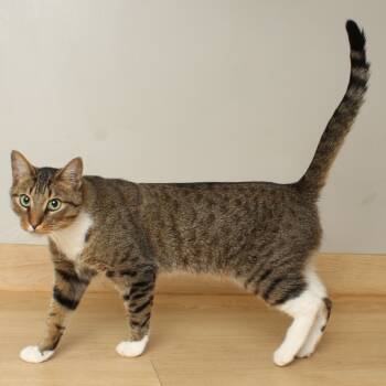 Rescue Domestic Short Hair Cats for Adoption in Minnetonka, Minnesota - Snikkars C66825 | PetCurious