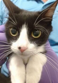 ARIA -  Domestic Long Hair Cat for Adoption in Doral, Florida - ARIA | PetCurious
