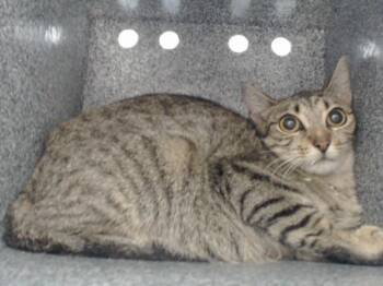 BETTY -  Domestic Short Hair Cat for Adoption in Orlando, Florida - BETTY | PetCurious