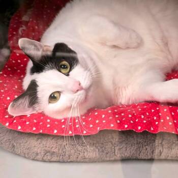 Big Bertha -  Domestic Short Hair Cat for Adoption in Columbus, North Carolina - Big Bertha | PetCurious