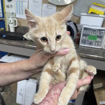 Electrode -  Domestic Short Hair Cat for Adoption in Eureka Springs, Arkansas - Electrode | PetCurious