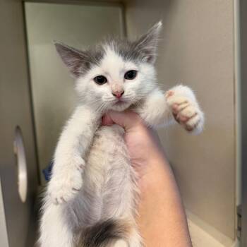 Paper (26-1I-2) -  Domestic Short Hair Cat for Adoption in Rifle, Colorado - Paper (26-1I-2) | PetCurious