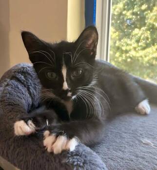 Tucker -  Tuxedo Cat for Adoption in Knoxville, Tennessee - Tucker | PetCurious