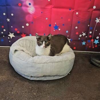 Domestic Short Hair Cats Available for Adoption in Wylie, Texas - A010750 | PetCurious