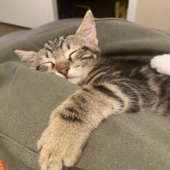 Rescue Domestic Short Hair Cats for Adoption in Spokane, Washington - Ryuk | PetCurious