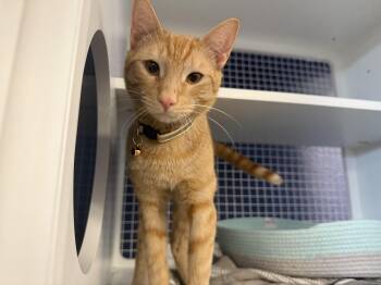 Salmon -  Domestic Short Hair Cat for Adoption in Oceanside, California - Salmon | PetCurious