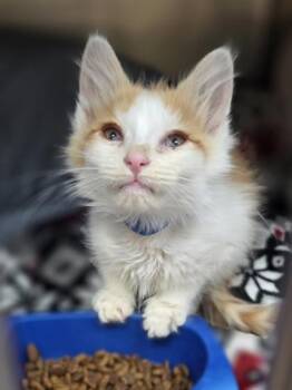 Peanut Buster -  Domestic Medium Hair and Domestic Short Hair Cat for Adoption in Westland, Michigan - Peanut Buster | PetCurious