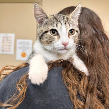 Possum -  Domestic Short Hair Cat for Adoption in Myerstown, Pennsylvania - Possum | PetCurious