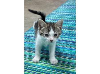 BOWEE -  Domestic Short Hair Cat for Adoption in Fort Wayne, Indiana - BOWEE | PetCurious